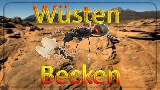 Wüsten Terrarium für Camponotus Cruentatus einrichten