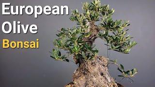 Quick Pruning an Old Olive Bonsai. Clip and grow.