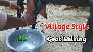 Village Girl goat milking by hand | Goat Milking | Uncover Village