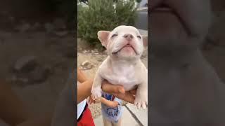 Cuteness Overload: Hilarious Funny Puppies | Cute Critter Chronicles #Shorts