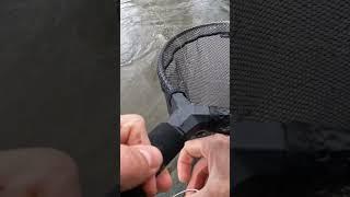 Pesca de truchas #videospesca #pescar #pescadeportiva #segofishing #blackbass #truchas