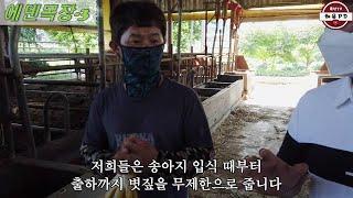 최고가 송아지만 매입하여 사육하는 거세비육 전문농장에서 수익을 내기 위해 소에게 주는 것들