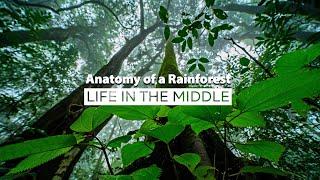 Anatomy of a Rainforest: Life in the Middle