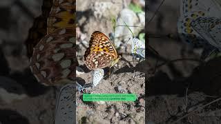 Hydaspe Fritillary #youtubeshort #butterfly