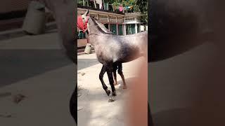 Indian Horse In Bangladesh Sylhet | Beautiful horse | 6 jan 2019