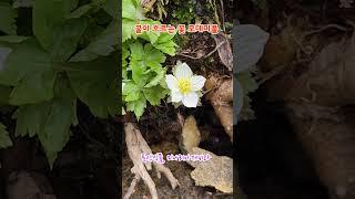 #꿀이흐르는꽃 #모데미풀 #특산식물