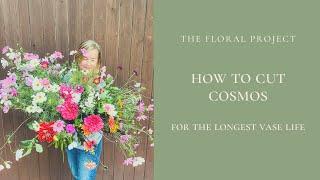 How to Cut Cosmos