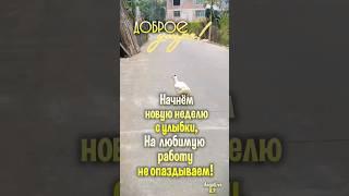 Доброе утро! #музыкальнаяоткрытка