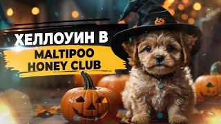 Первая вечеринка в клубе мальтипу. Maltipoo Honey Club.