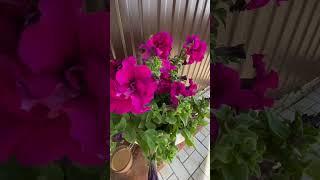 Атмосфера утра #vlog #семья #деревня #мама #дети #лето #жизнь #life