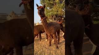 Alpacas walking #alpaca