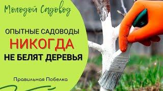 Побелка деревьев осенью | Рецепт побелки для деревьев