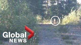 B.C. woman fends off wild cougar by blasting Metallica song