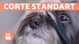 ¿Cómo cortar el pelo a un perro?  CORTE BÁSICO | Animal Salut