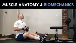 Muscle Anatomy & Biomechanics | Technique for Hypertrophy Training