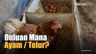 Inilah Jawaban Teka-Teki, Mana Lebih Dulu Ayam atau Telur? | Kontan News