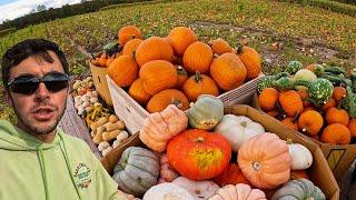 Pumpkin Harvest Overload!!!