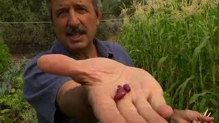 Saving Seeds for perpetual food supply from the garden.