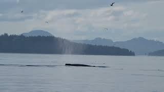 Our yearly trip to Telegraph Cove, BC. September 2023.