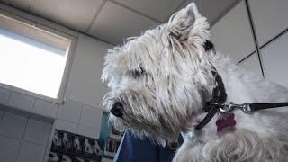 West Highland White Terrier vs Scottish Terrier: Breed Comparison