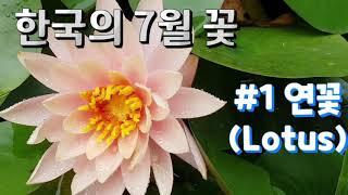 한국의 7월의 꽃 - 연꽃, Korea Flower of July - Lotus