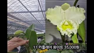 2025년6월23일  다이아몬드 펄,  레난세라,  아리산 풍난