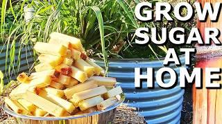 How to Grow a TON of Sugarcane & Why It's GOOD For You