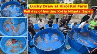 Lucky Draw at Hiroi Koi Farm, one of the best Doitsu Showa Koi Breeders, Full day of Koi Fish Hunt