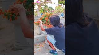 Stunning Bougainvillea Bonsai | Unique Bonsai Tree Type You’ve Never Seen! #Shorts #bougainvillea