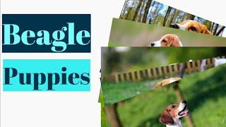 20 photos that will make you love Beagles | Beagle puppies