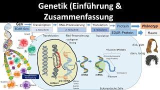 Genetik [Einführung / Zusammenfassung, 1/2] - Abitur [Biologie, Genetik, Oberstufe]