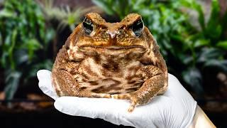 Creating Paradise for the World's Most Hated Toad (Cane Toad Vivarium)