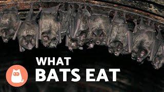 WHAT DO BATS EAT?  Type of BAT According to FOOD