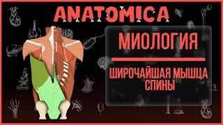 Широчайшая мышца спины анатомия, строение, топография / Миология