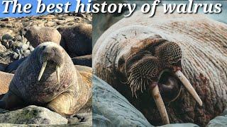 Amazing / The best history of walrus #walrusrider #fish  #walrusaudio #shark #whale #dolphins