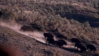 Surrounded by Stampeding Bison