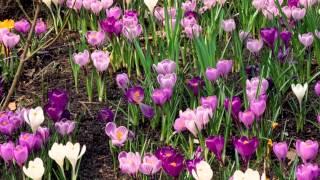 Plantation crocus