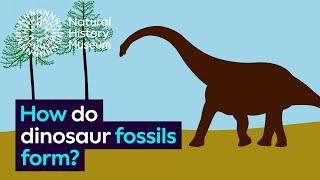 How do dinosaur fossils form? | Natural History Museum