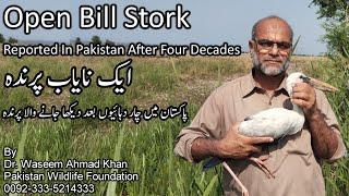 Open Bill Stork First Time Spotted in Pakistan | Pakistan Main Pehli Martaba Nazar Anay Wala Parinda