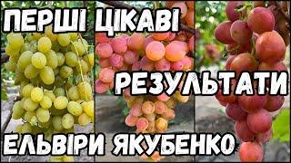 Перші цікаві результати винограду Ельвіри Якубенко