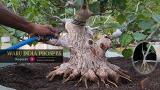 Review of Indian Waru Bonsai Prospects