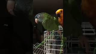 Tupeck Gives Shout Out to Fan “Sid!” #ParrotEnrichment Done Tupeck’s Way: Interactive Pet Activities