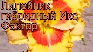 Лилейник гибридный Икс Фактор (hemerocallis)  обзор: как сажать, рассада лилейника Икс Фактор