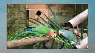 Love Birds Singing | Love Birds Playing | Love Bird Parrots | Zeshan Pets Info