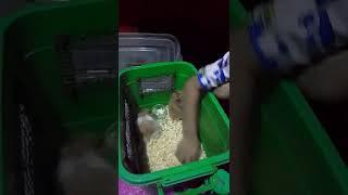 NEW PET NI MATTY BOY KO HAMSTER ️ #WALANGJOVLOGS