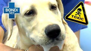 Life or Death for Poisoned Labrador ️ | Bondi Vet Clips | Bondi Vet