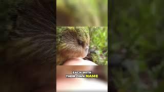 Kakapo: The Endangered Parrot Fighting for Survival
