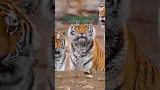 The moment when a tiger hunts a deer! #tiger  #tigerroar  #bengaltiger  #wildlife #bigcat #animals