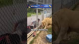  Лев против видео: неожиданная реакция на телефон! #freekino