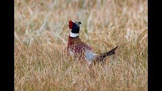 SD Pheasant Hunting with Pointing Labs, Conde,  S.D.